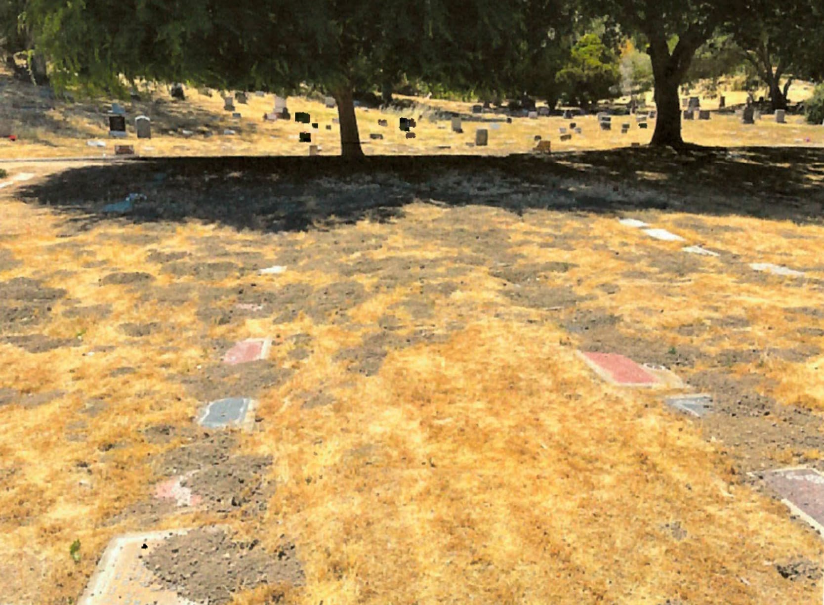 A photo of Mt. Tamalpais cemetery taken by Sue Birkenseer shows dried grass and dirt on headstones.